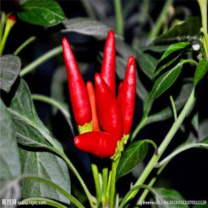 Wholesale Chilli Spicy Flavor Calcium Nutrition Facts for Content of Calcium from china suppliers
