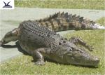 Water Park Simulation Life Size Animatronic Animal Realistic Crocodile Models