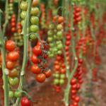 Hydroponic System Tomato Farming Plastic Film Greenhouse 3-5m