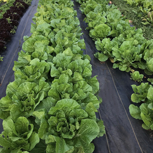 Vegetable Path