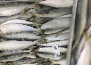 Wholesale BQF Fresh Frozen Sardines from china suppliers
