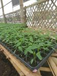 various kind holes plastic Plant Growing generation Trays plastic growing trays