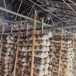 Polyethylene Panda Film Light Resistant Mushroom Growing Greenhouse