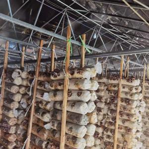 Wholesale Black Shade Net Tunnel Film Mushroom Single Span Greenhouse Agricultural from china suppliers