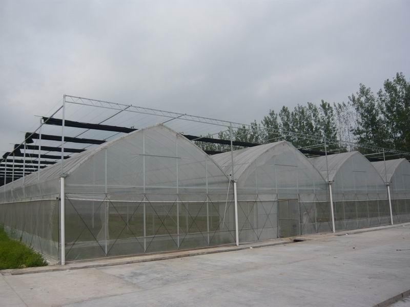 Economical Multi Span Greenhouse / Galvanized Steel Greenhouse High Wind Resistance