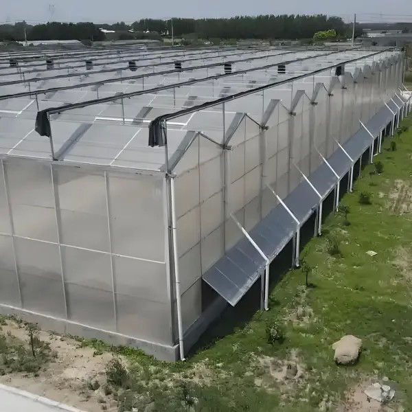Professional Commercial Greenhouse Venlo Dutch Polycarbonate Greenhouse for fruit vegetable flower planting