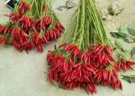 Red Yidu Chili Tianying Jinta Chili American Red Chilli New Crop FDA HACCP ISO