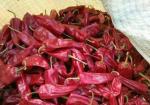 Dried Yidu Chili With Stem Grade A Dried Red Chile Pods