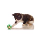 Manufacturers Wholesale All Kinds Of Color Pet Training Toy Puppy Tennis Cat Toy