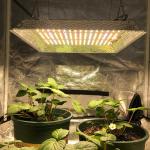 Knob Dimming Full Spectrum 2x2 LED Grow Light