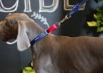 Expandable Round Wide Nylon Buckle Dog Collar 3 Inch Wide Dog Collars