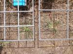 1200mmx2400mm galvanized wire mesh sheet 50mmx50mm x 3.15mm diameter