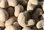 Raw Ground Cashew Nut Snacks Tasty Sriracha Chili Flavored Spicy Cashew Full