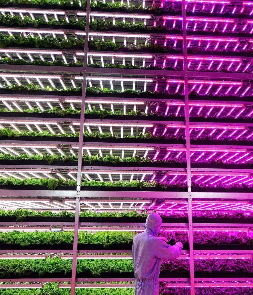 Container Farming Lighting System for Greenhouses