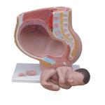 Human Female 9 Months Fetus Pregnancy Anatomical Model For Obstetrics Gynecology