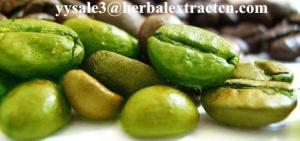 Wholesale Green Coffee Bean Extract Chlorogenic acid 10%-50% Yellow Brown fine powder, herbal extract manufacture, Yongyuan Bio from china suppliers