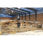 Q235/Q355B Grade Steel Structure Cow Shed For Livestock Management