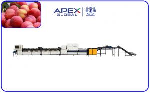 Wholesale PLC Control Automatic Plum Fruit Sorting Machine With 99.9% Accuracy from china suppliers