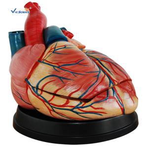 Wholesale Eco - Friendly PVC Jumbo Heart Model Life Size Human Organ Model from china suppliers