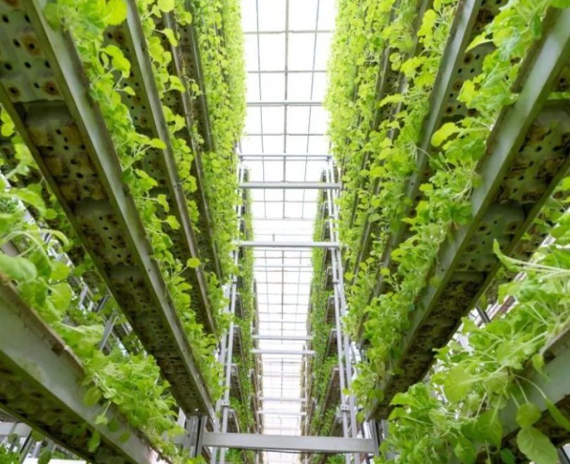 Juxiang Film Greenhouse Hydroponic System