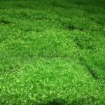 Indoor Cloth Artificial Moss Mat 100*100cm Landscape Fake Green Grass Wall