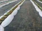 PET Drainage Geotextile Fabric For Weeding And Water Retention