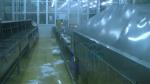 Sushi stainless steel cleaning machine customized shrimp boiling machine belt