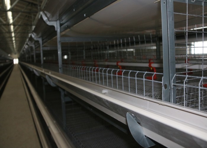 120 Birds Capacity Broiler Chicken Cage Corrosion Resistant For Poultry Farm
