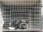 Breeding Galvanized Welded Steel Wire Mesh 3.0mm Aquaculture Net