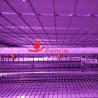 Buy cheap 6 Tiers Automatic Quail Raising Equipment H Type 20 Years Long Lifespan from wholesalers