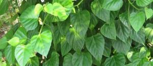 Wholesale 100% natural Cissus Quadrangularis extract (20%). Ketosterones powder from china suppliers
