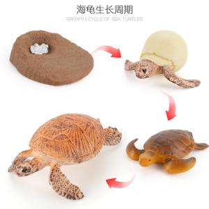Wholesale Yellow Sea Turtle Life Cycle Figure Model Toy For Boys Girls Kids from china suppliers