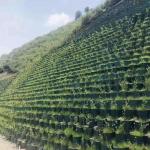 Outdoor Construction Road Way 200 356 HDPE Plastic Green Black Geocell Retaining