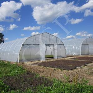 Wholesale Classic Standard Greenhouse Tunnel Plastic Sheet Covering Vegetable Growth from china suppliers