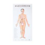 Body Meridian Acupuncture Culture Modern Acupuncture And Embedding Point