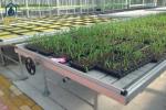 Agricultural Ebb And Flow Benches Hydroponic Seedbed Indoor Grow Room Benches