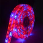 5M Phyto Lamps 300 LEDs 5050 Chip Fitolampy LED Grow Lights