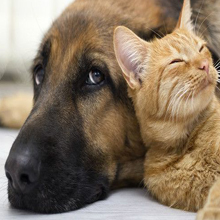 PETS SUFFERING FROM MUSCLE AND JOINT PAIN