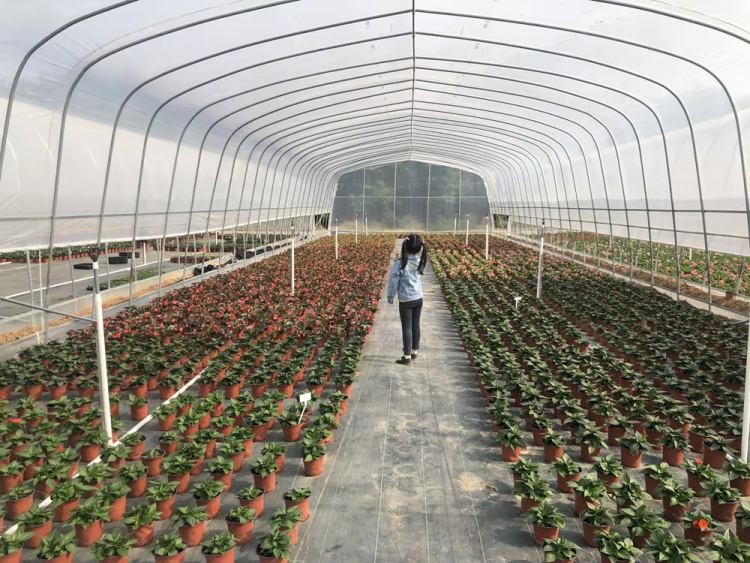 Commercial Large Agricultural Greenhouse UV Film Vegetable Hydroponic Greenhouse