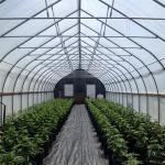 30m Length Single Span 150 Micro Polyethylene Film Greenhouse Light Deprivation
