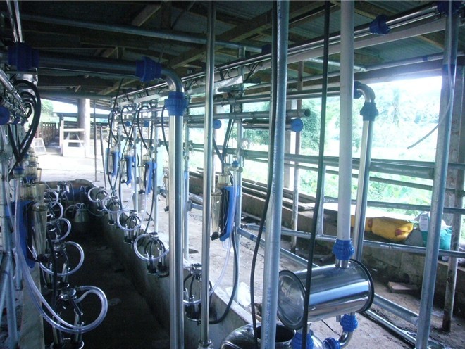 Cows Herringbone Milking Parlor with Auto Cup Remover and Milk Flow Meter