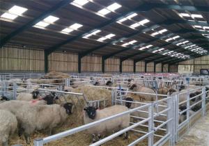 Wholesale Sheep Pen Poultry Metal Shed Buildings Agricultural Prefab Metal ShedFire Resistant from china suppliers