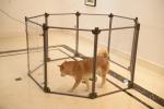 Impact Resistant Black Clear Acrylic Dog Pen For Puppies And Cats