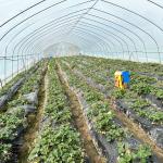 Hot Sale Poly Tunnel Strawberry Greenhouse Agricultural Single-span Greenhouse