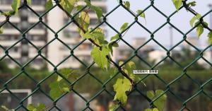 Wholesale garden fencing,vinyl fence,PVC coated Chain Link Fence, Commercial fencing from china suppliers