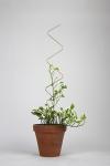 Metal Plant Support Stainless Steel Wire Forming Bright Surface For Potted
