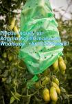 Perforated Tomato Tube Cover Frost Protection Bag Garden Used Cover Tomato