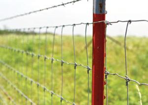 Wholesale Hot Dipped Galvanized Welded Wire Deer Fence 3ft-8ft Height With Corrosion Resistance from china suppliers