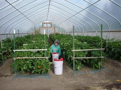 Easy Install Small Tunnel Greenhouse , Tunnel House Greenhouse Span Width 6 / 8