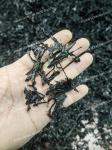 Porphyra Laver Seaweed Purple Rich Nutrient Superfood For Chinese Cuisine